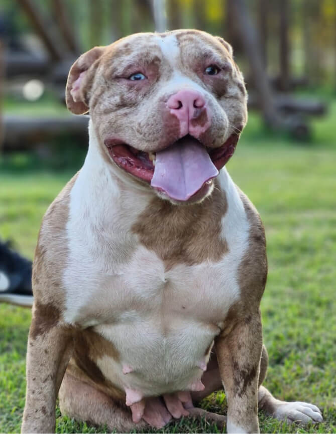Cachorro Molotov 12