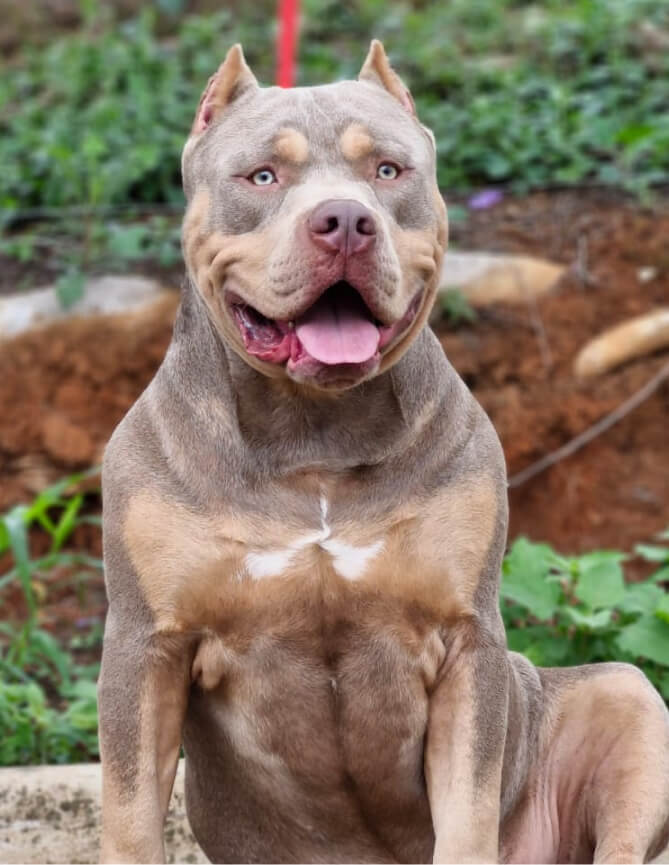 Cachorro Molotov 15
