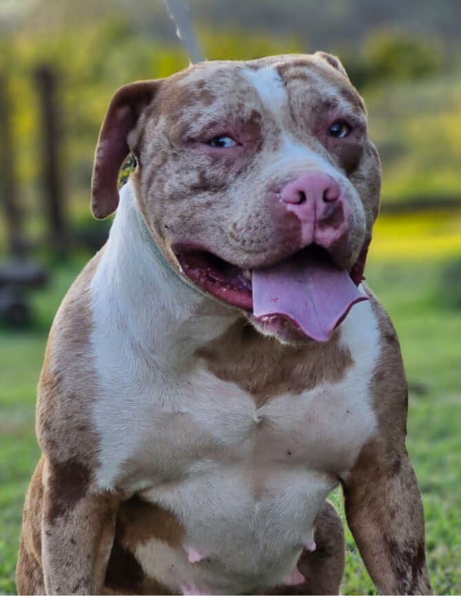 Cachorro Molotov 16