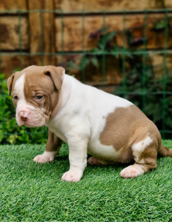 Cachorro Molotov 2