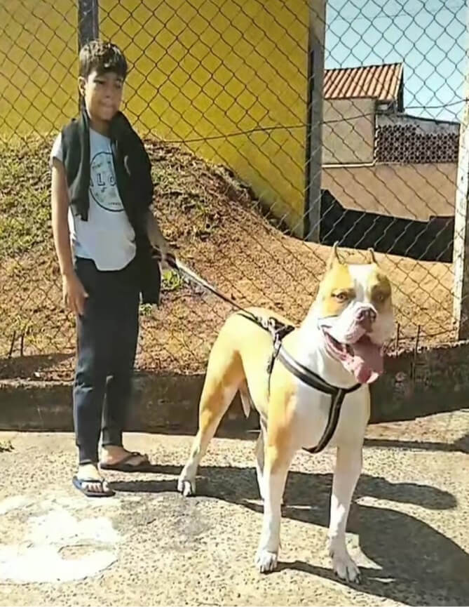 Cachorro Molotov 22