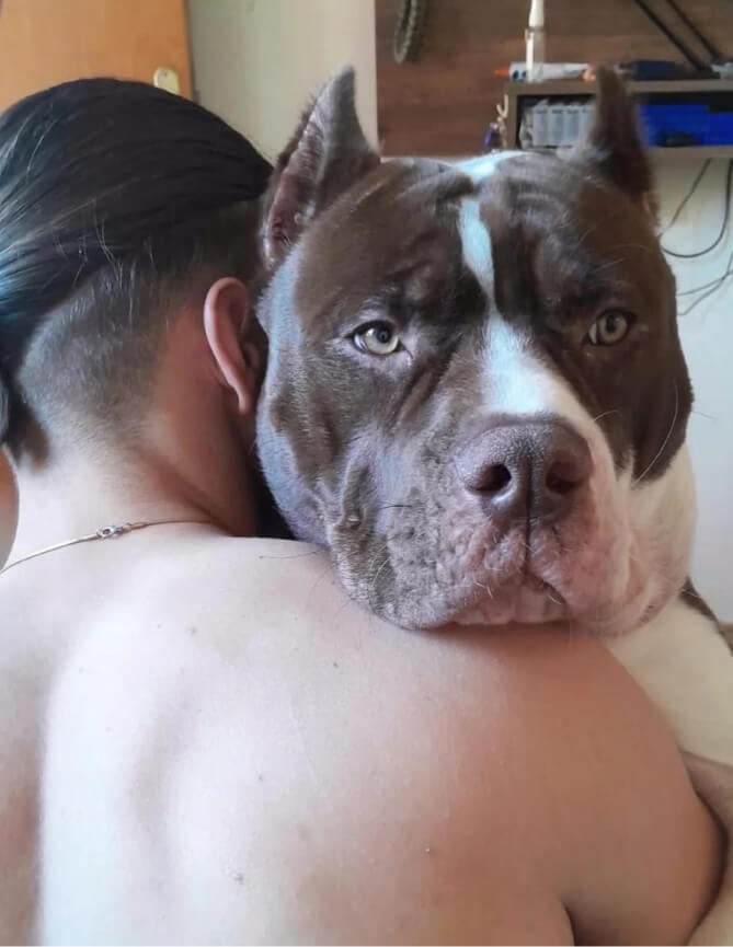 Cachorro Molotov 28