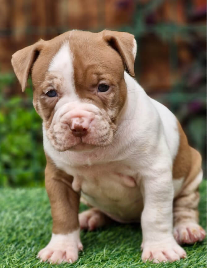 Cachorro Molotov 3