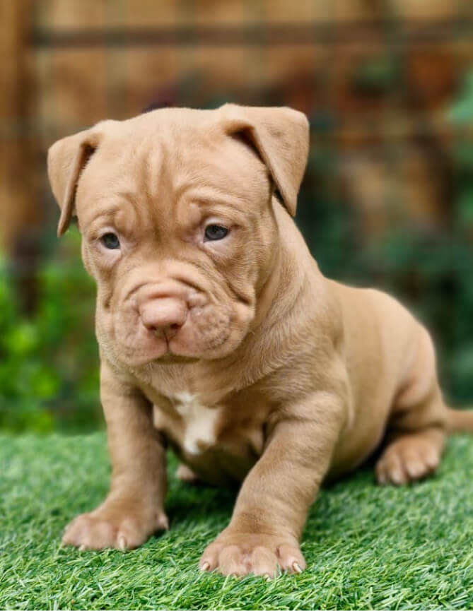 Cachorro Molotov 5