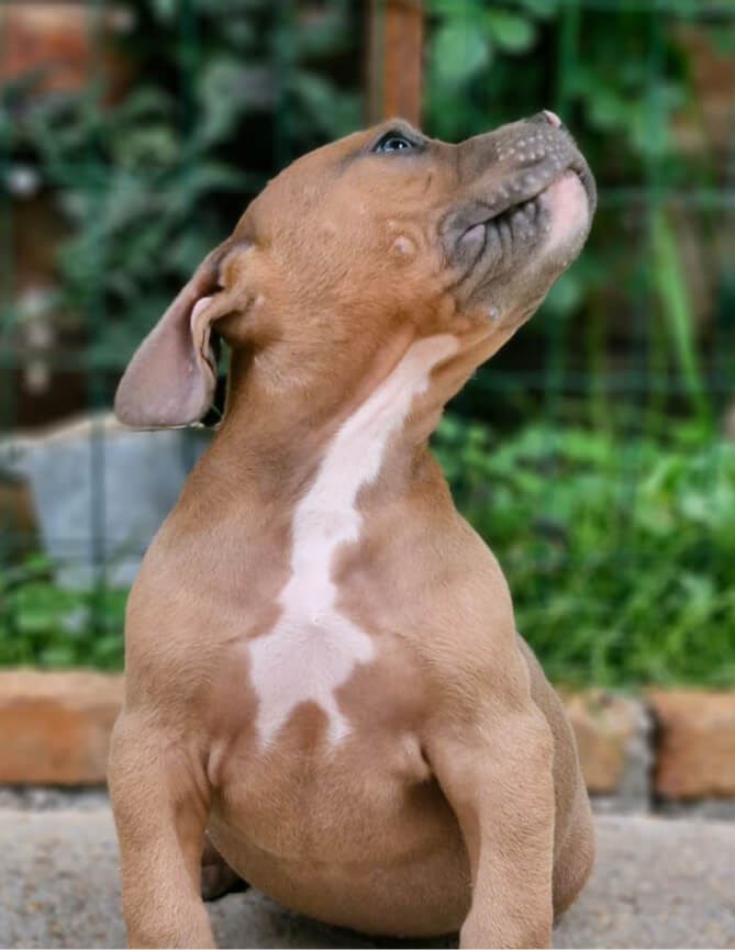Cachorro Molotov 6
