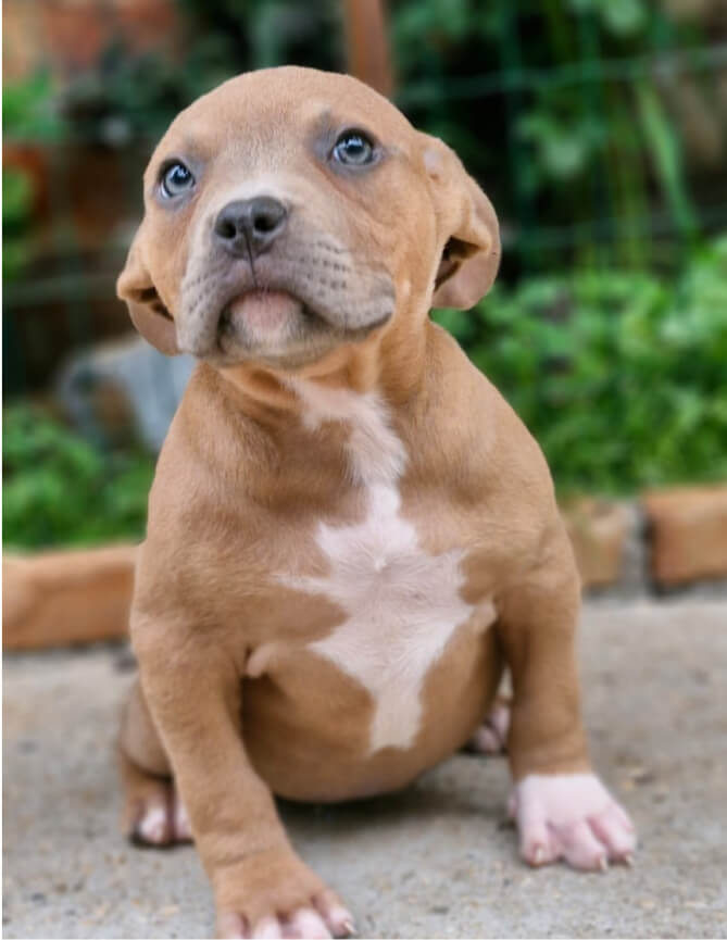 Cachorro Molotov 7