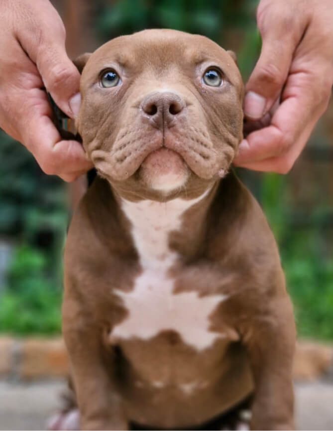 Cachorro Molotov 8