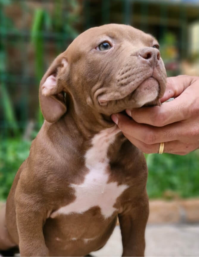 Cachorro Molotov 9